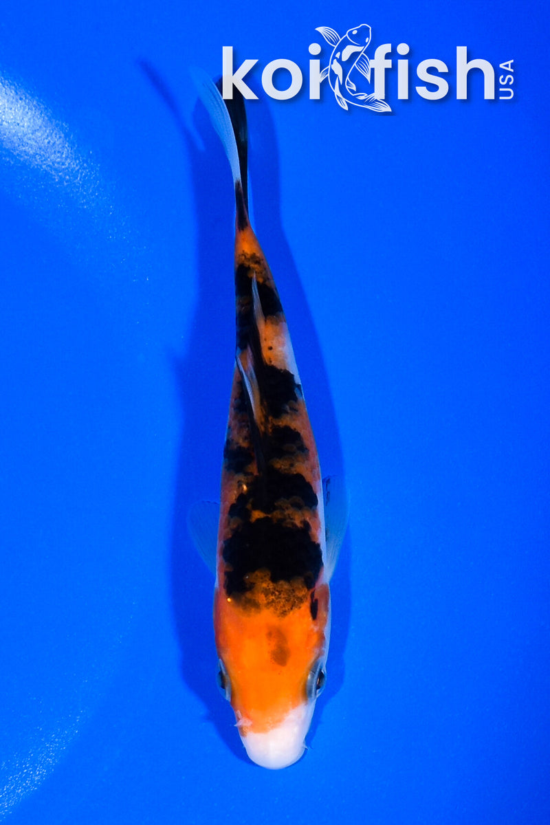 5" SANKE