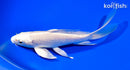7.25" PLATINUM OGON BUTTERFLY