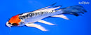 6.75" TANCHO DOITSU KUJAKU BUTTERFLY