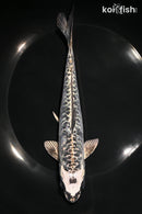 7.5" KIKOKURYU