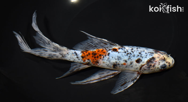 9" SHUBUNKIN GOLDFISH