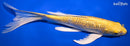 9.5" GINRIN YAMABUKI OGON BUTTERFLY