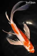 10.5" METALLIC AI GOROMO BUTTERFLY