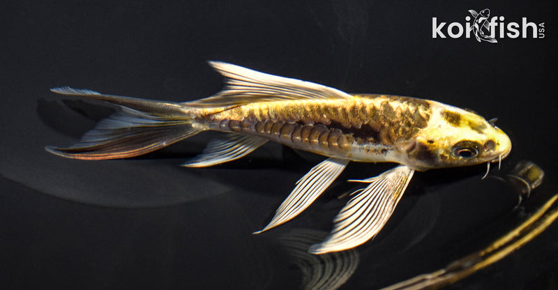 6" ARAGOKE KIN KIKOKURYU BUTTERFLY