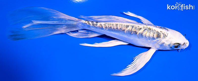 6" GINRIN KIN KIKOKURYU BUTTERFLY