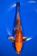 9.75" GINRIN KUJAKU