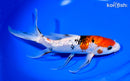 9.5" GINRIN SANKE BUTTERFLY