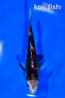 5.75" DOITSU SHOWA
