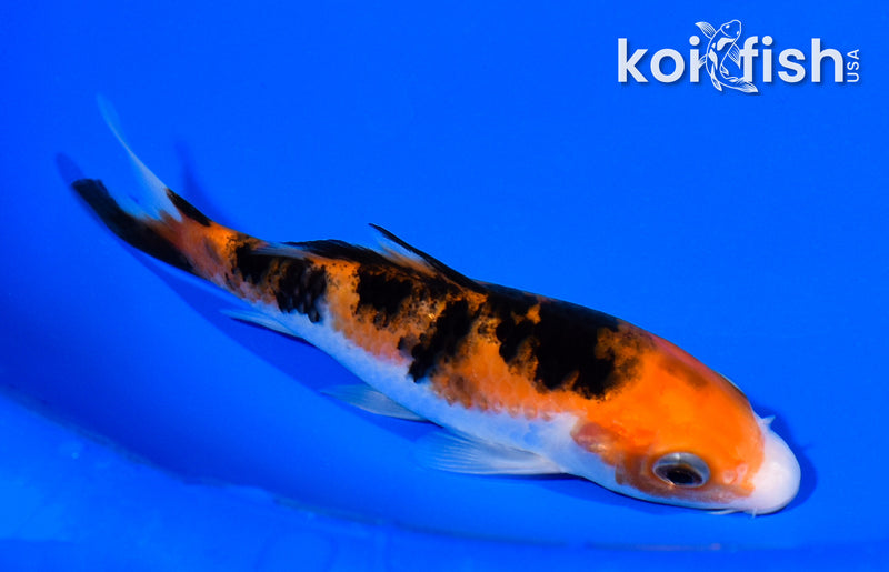 5" SANKE