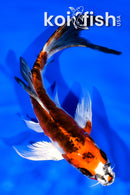 7.25" ARAGOKE BENI KIKOKURYU BUTTERFLY