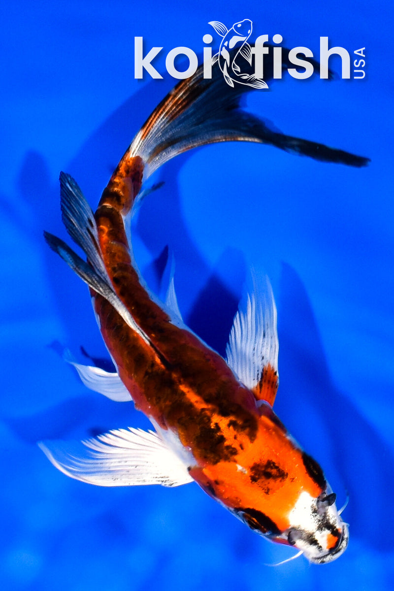 7.25" ARAGOKE BENI KIKOKURYU BUTTERFLY