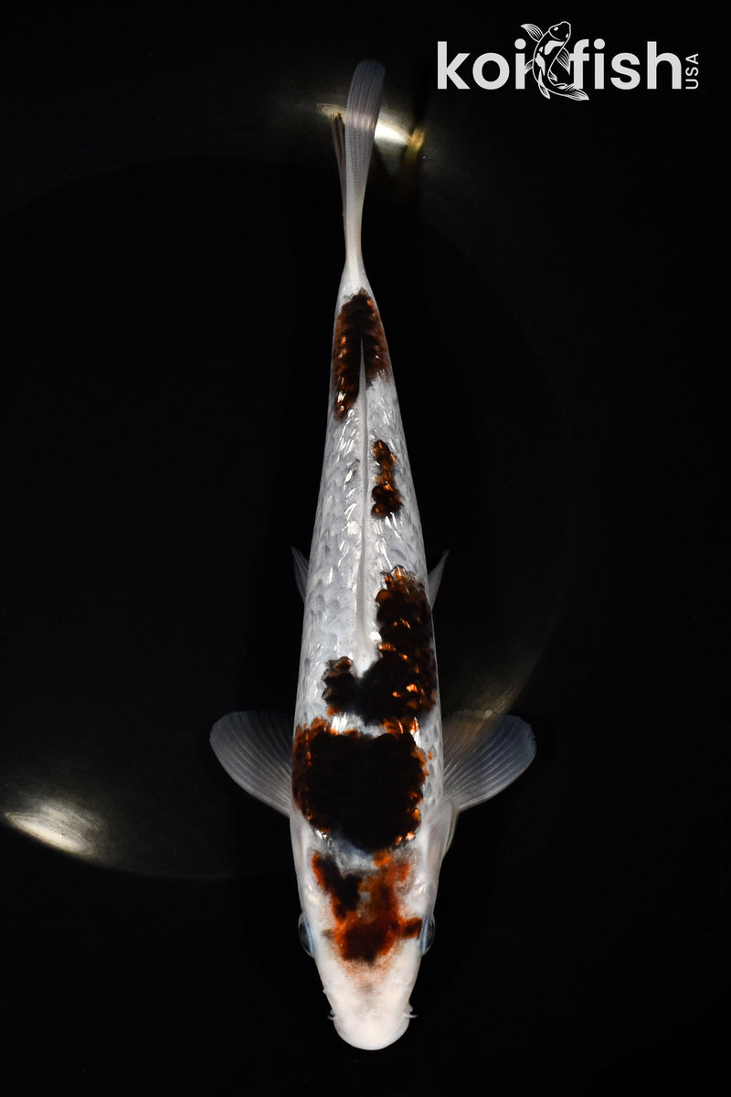 7.5" GINRIN GOROMO