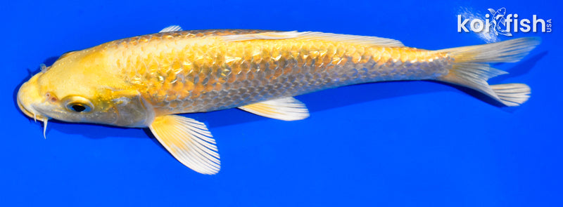 7.5" GINRIN YAMABUKI OGON