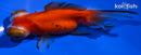 4.75" TELESCOPE FANTAIL GOLDFISH