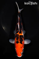 8.75" GOSHIKI
