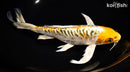 10" ARAGOKE KUJAKU BUTTERFLY