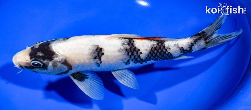 9.25" SHIRO UTSURI
