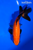 5.25" WAKIN GOLDFISH