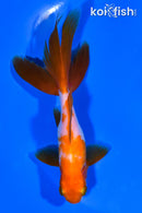 5" WATONAI GOLDFISH