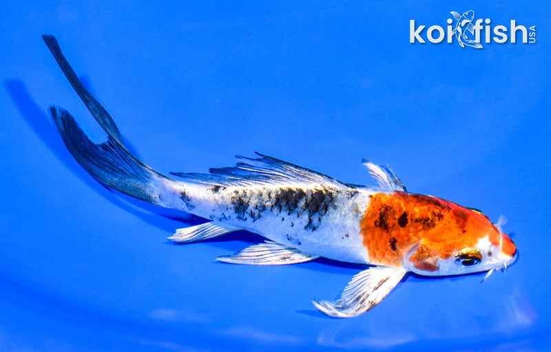 6" YAMATO NISHIKI BUTTERFLY