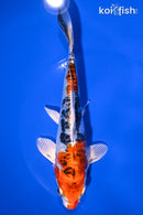 7.25" HEISEI NISHIKI
