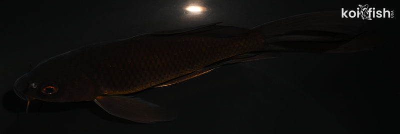5.75" CHAGOI BUTTERFLY