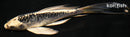 5.75" KIKOKURYU BUTTERFLY