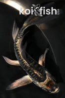 4.25" TANCHO BENI KIKOKURYU BUTTERFLY