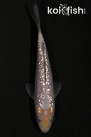 4.25" GINRIN SORAGOI