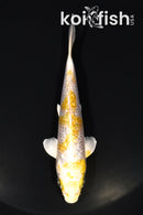 4.75" GINRIN LEMON HARIWAKE