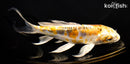 6.75" KIN KIKOKURYU BUTTERFLY