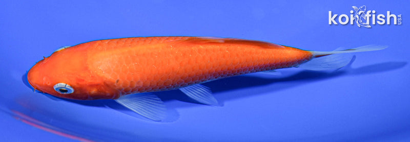 5.5" BENIGOI