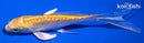 4.25" GINRIN YAMABUKI OGON BUTTERFLY