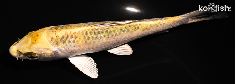 5.5" KUJAKU