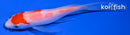 5" KOHAKU BUTTERFLY