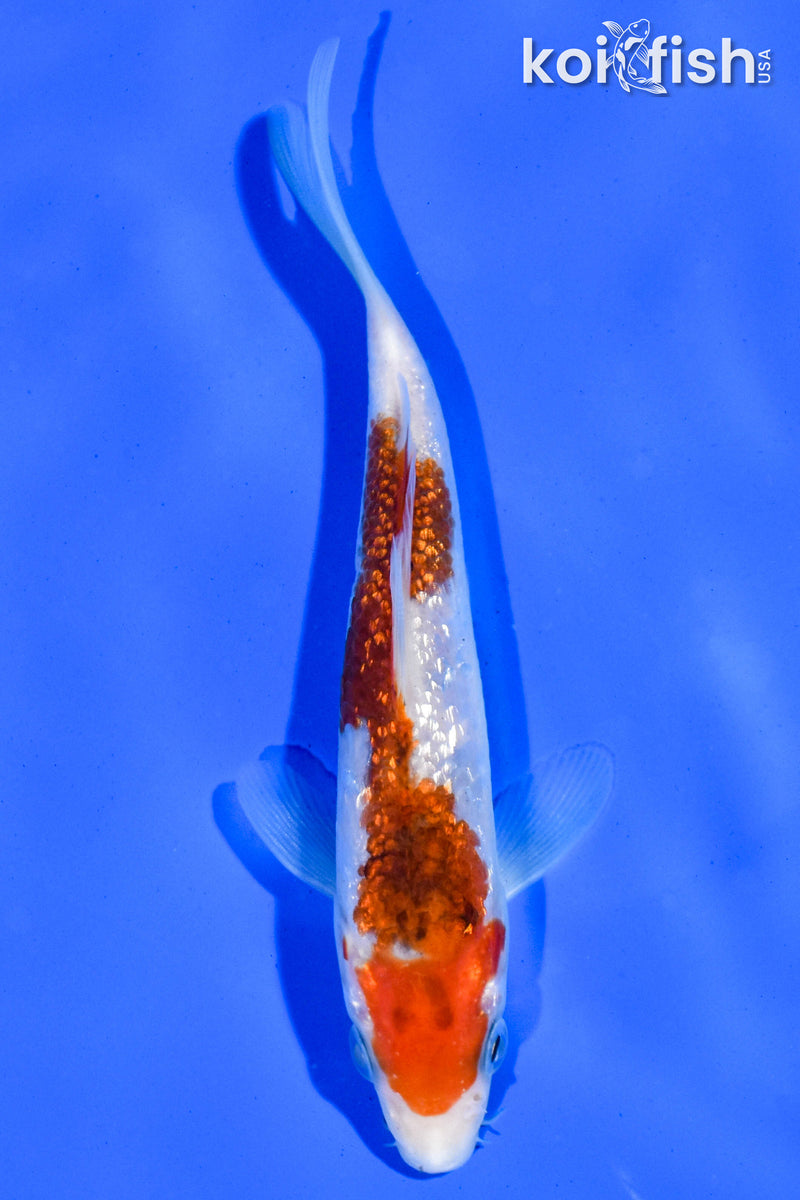 5" GINRIN GOROMO