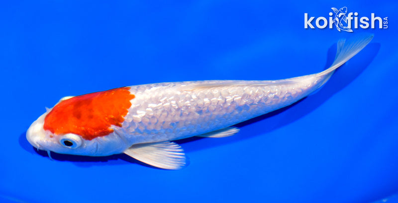 7" GINRIN TANCHO HARIWAKE