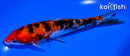 6.25" DOITSU SANKE