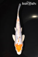 7.25" HEISEI NISHIKI