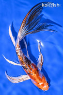 8.5" HEISEI NISHIKI BUTTERFLY