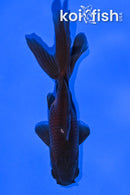 4.25" WATONAI GOLDFISH