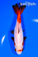 6.25" WAKIN GOLDFISH