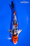 6.25" GINRIN HEISEI NISHIKI