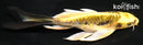 5.5" KIN KIKOKURYU BUTTERFLY