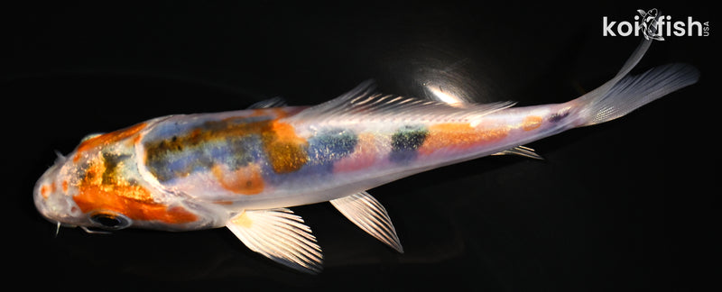 4.75" HEISEI NISHIKI