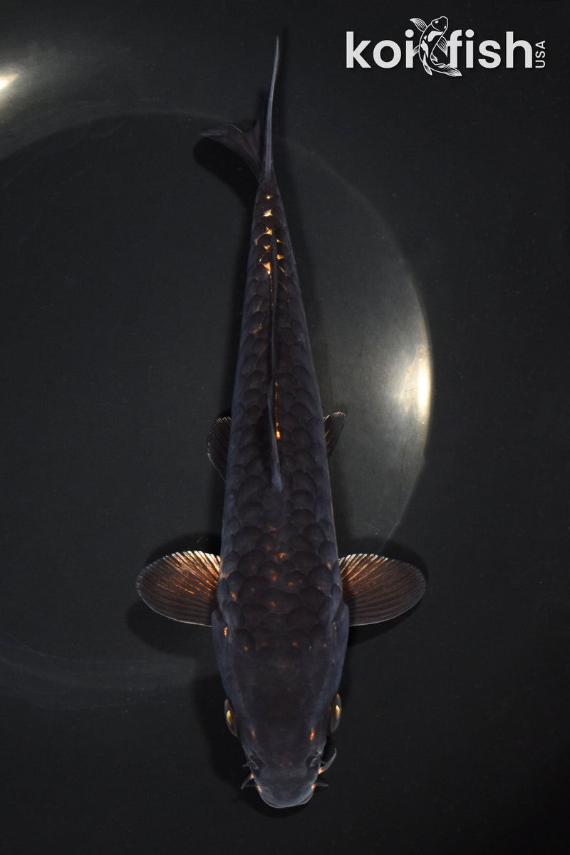 7.25" BENI KIKOKURYU