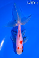 5.25" SARASA WATONAI GOLDFISH