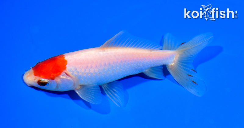 5" MARUTEN WAKIN GOLDFISH