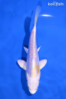 5.25" DOITSU LEMON HARIWAKE