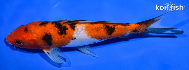 6.5" SANKE